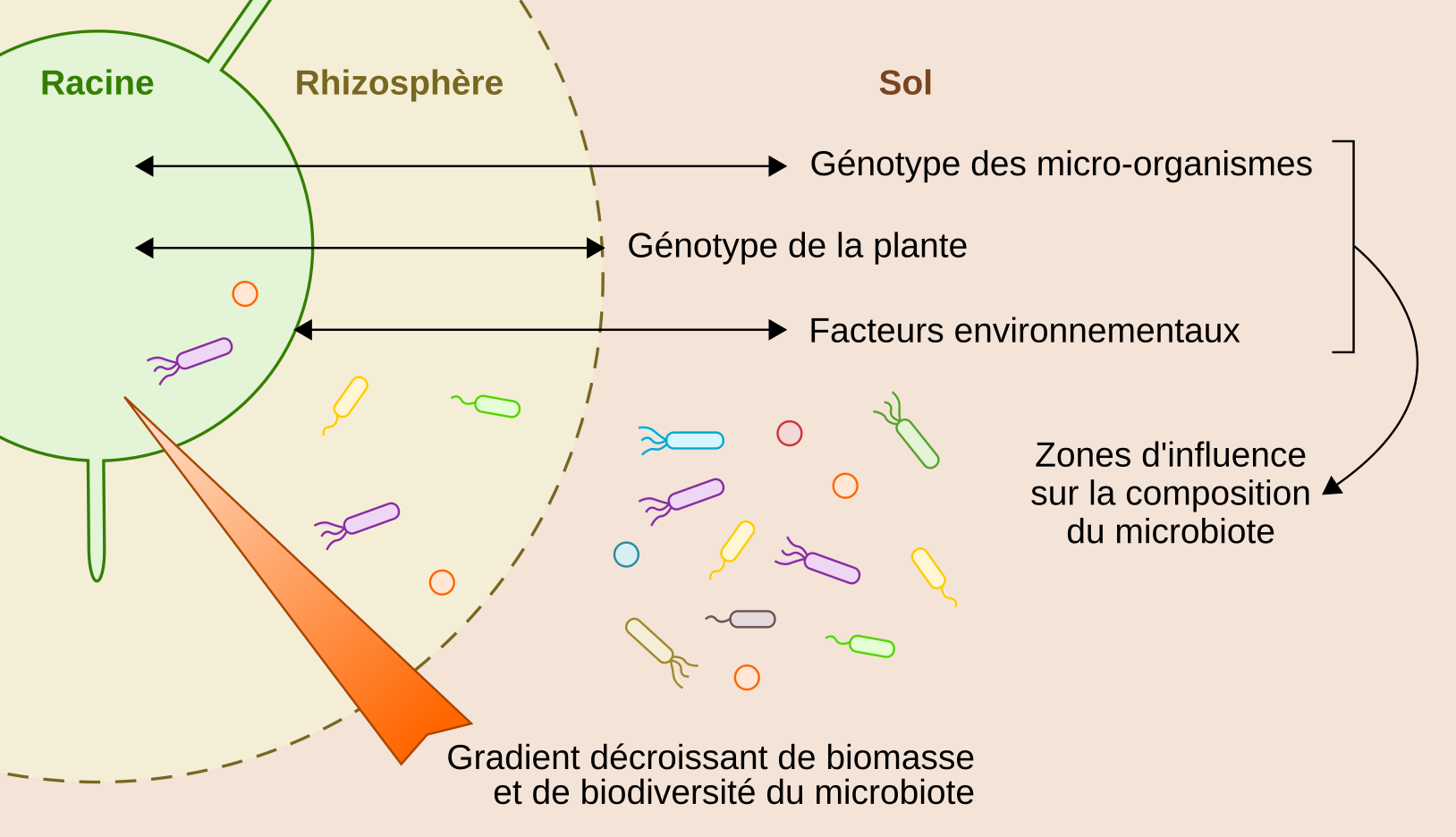 Le microbiote des plantes de son rôle dans la survie végétale à son